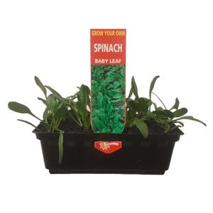 Punnet Baby leaf Spinach  - Spinacia oleracea - Grow Your Own Range