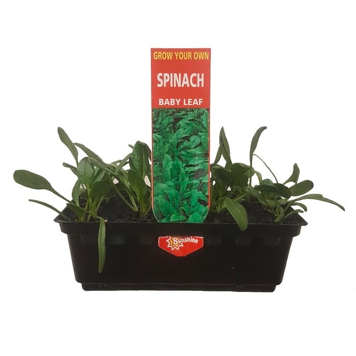 Punnet Baby leaf Spinach  - Spinacia oleracea - Grow Your Own Range