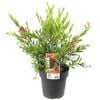 200mm Callistemon Slim - Callistemon viminalis