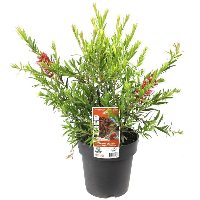 200mm Callistemon Slim - Callistemon viminalis