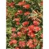 140mm Kings Park - Callistemon 'Kings Park'