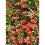 140mm Kings Park - Callistemon 'Kings Park'