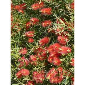 140mm Kings Park - Callistemon 'Kings Park'