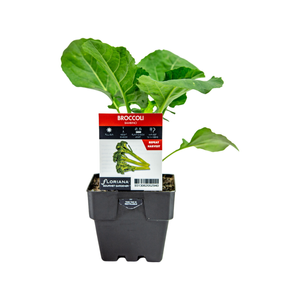 100mm Broccoli Bambino - Brassica hybrid F2