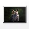 South American Horned Owl  Print 100% Australian Made 90x60cm  (Poster)