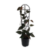 125mm Red Arrow - Syngonium erythrophyllum