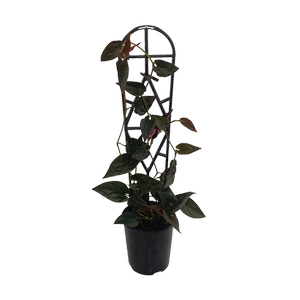 125mm Red Arrow - Syngonium erythrophyllum