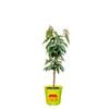 250mm Starkrimson Cherry - Prunus avium