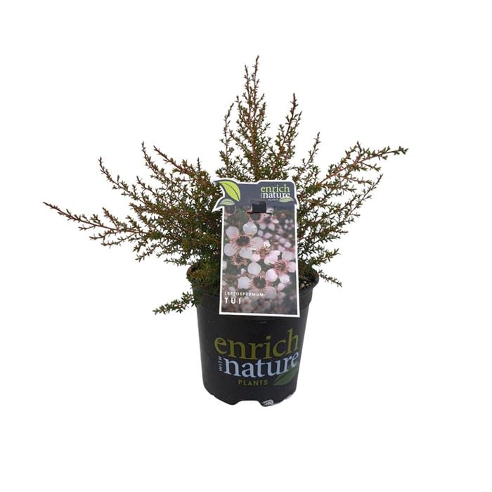 170 mm Leptospermum Tui