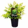 140mm Nandina Lemon Lime - Nandina domestica alba LemLim