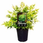 140mm Nandina Lemon Lime - Nandina domestica alba LemLim