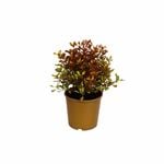 165mm Evening Glow - Coprosma repens