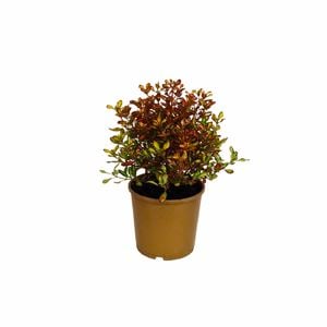 165mm Evening Glow - Coprosma repens