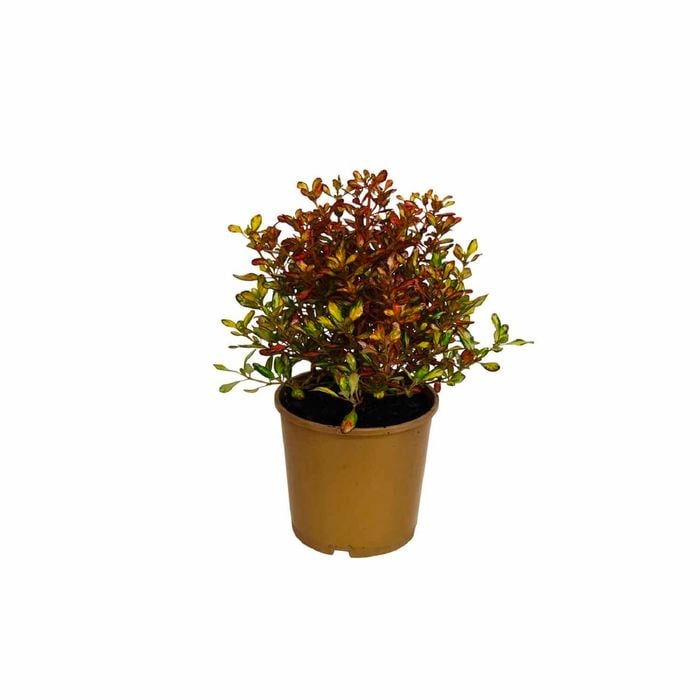 165mm Evening Glow - Coprosma repens