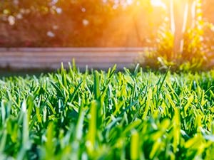 Product CLP - Garden - Turf, Grass & Lawn Care