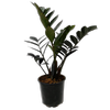 120mm Black ZZ Plant - Zamioculcas zamiifolia Raven