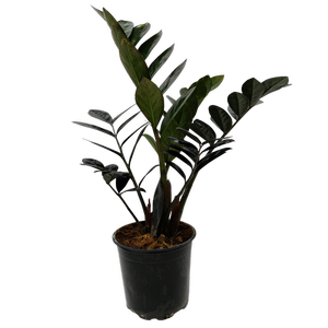 120mm Black ZZ Plant - Zamioculcas zamiifolia Raven