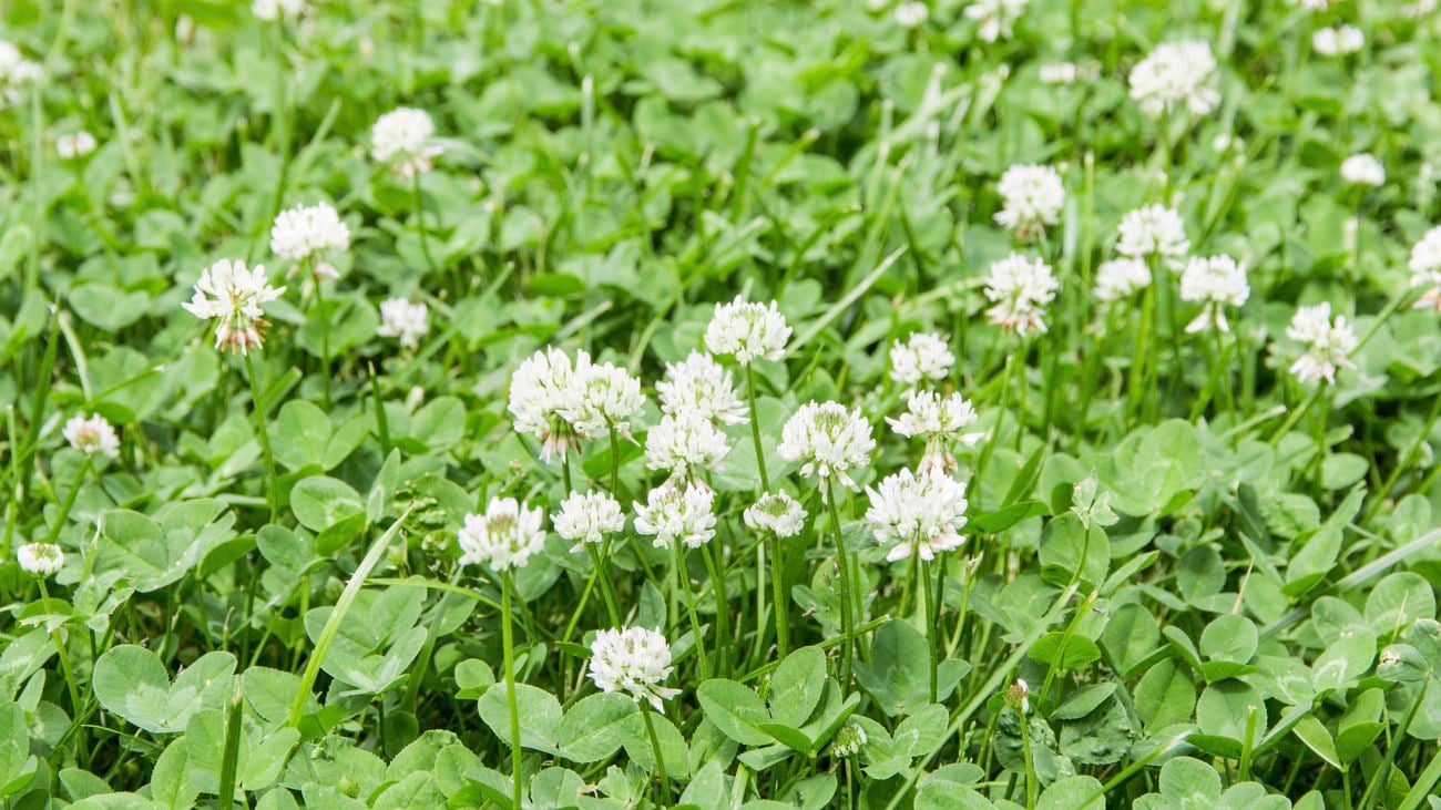 White clover flowers in shallow depth field