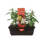 Punnet Snapdragon Dwarf-Gold Flower Range