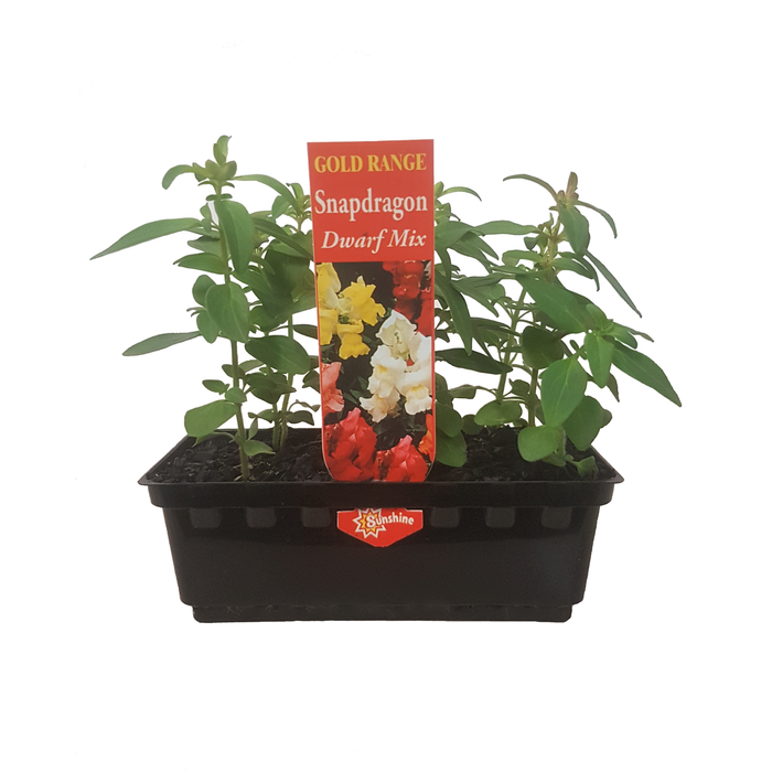 Punnet Snapdragon Dwarf-Gold Flower Range