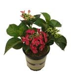 2.5L Hydrangea Strawberries & Cream - Hydrangea Macrophylla