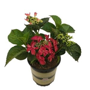 2.5L Hydrangea Strawberries & Cream - Hydrangea Macrophylla