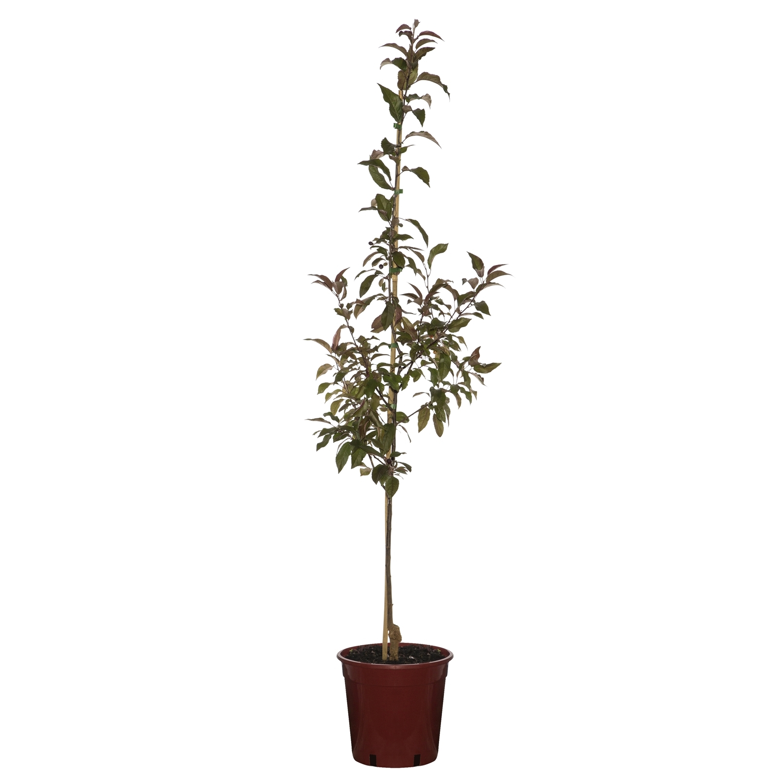 250mm Tom Matthews Crab Apple - Malus mattom