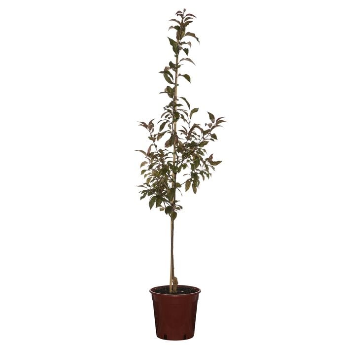 250mm Tom Matthews Crab Apple - Malus mattom