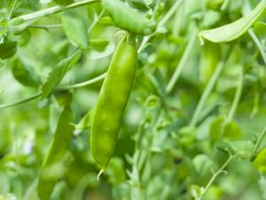 Close up of a snow pea and leaves on a bush.