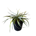 1.9L Astelia Silver Spear - Astelia chathamica