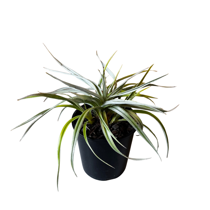 1.9L Astelia Silver Spear - Astelia chathamica