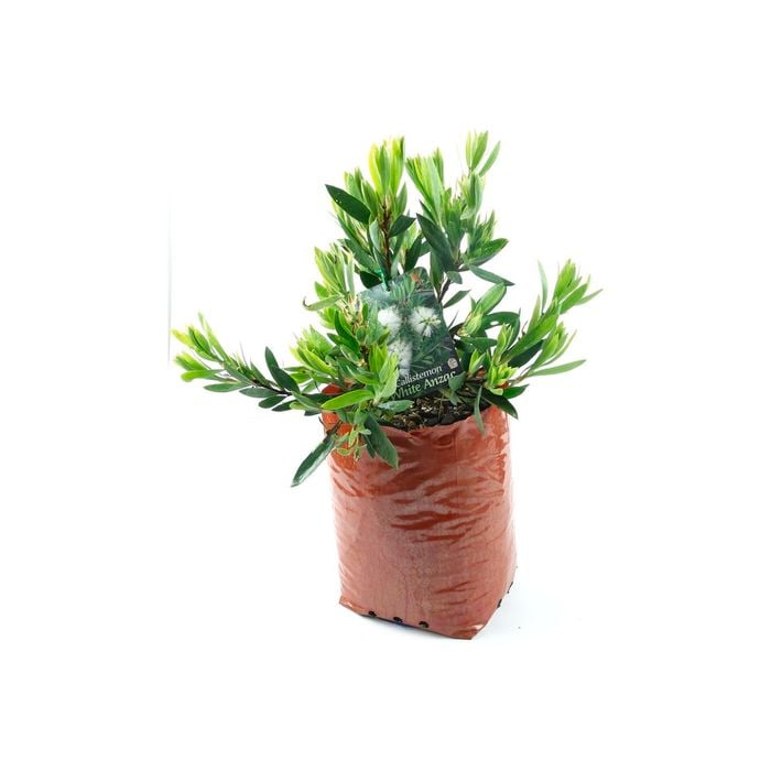 350mm Bottle Brush - Callistemon 'White Anzac'