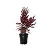 1.9L Leptospermum Burgundy Queen - Leptospermum scoparium