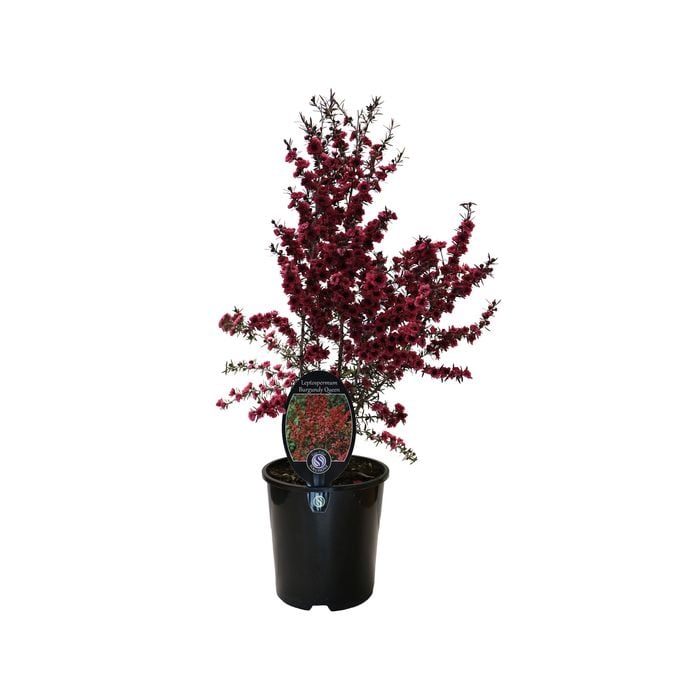 1.9L Leptospermum Burgundy Queen - Leptospermum scoparium