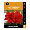 Bloomin Bulbs Hippeastrum Double Dragon - 1 Pack