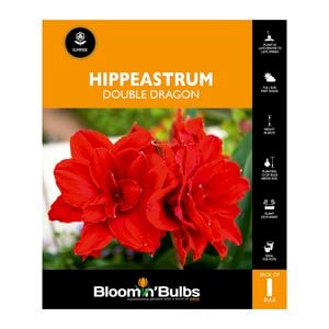 Bloomin Bulbs Hippeastrum Double Dragon - 1 Pack