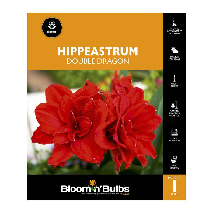 Bloomin Bulbs Hippeastrum Double Dragon - 1 Pack
