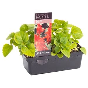 Salvia Red Punnet - Salvia splendens