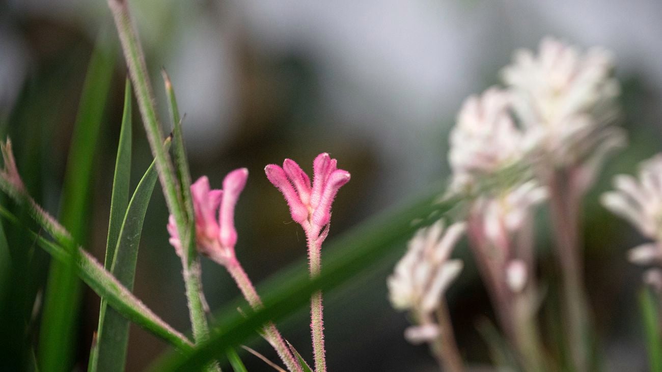 White and Pink Kangaroo Paw Flower