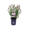 140mm Lavender Fairy Wings Whimsical - Lavandula hybrid
