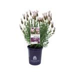 140mm Lavender Fairy Wings Whimsical - Lavandula hybrid