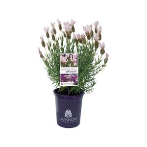 140mm Lavender Fairy Wings Whimsical - Lavandula hybrid