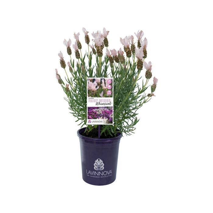 140mm Lavender Fairy Wings Whimsical - Lavandula hybrid