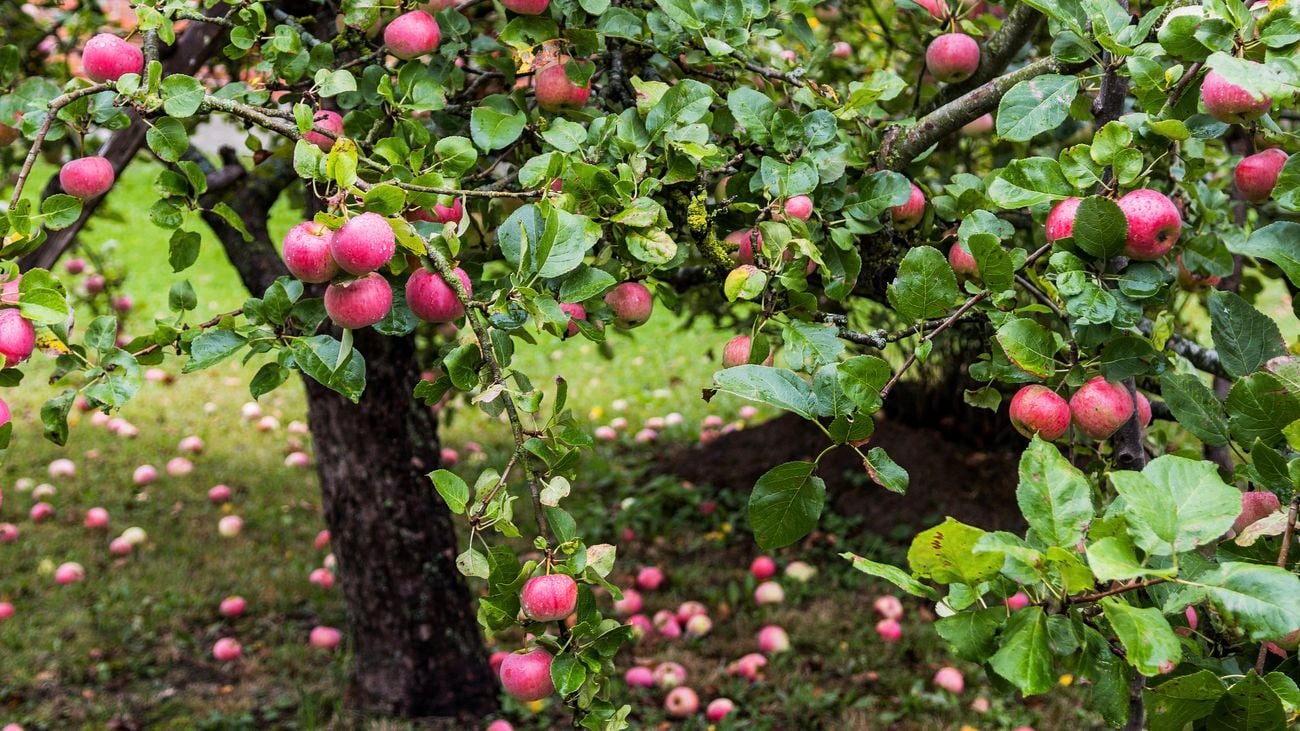  Midshot of trees growing red apples with some fallen apples scattered on the ground
