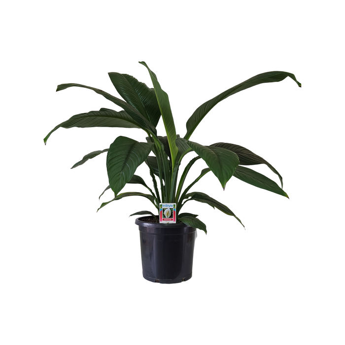 250mm Peace Lily Sensation - Spathiphyllum wallisii