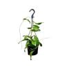 125mm Erythrina Hanging Basket - Hoya