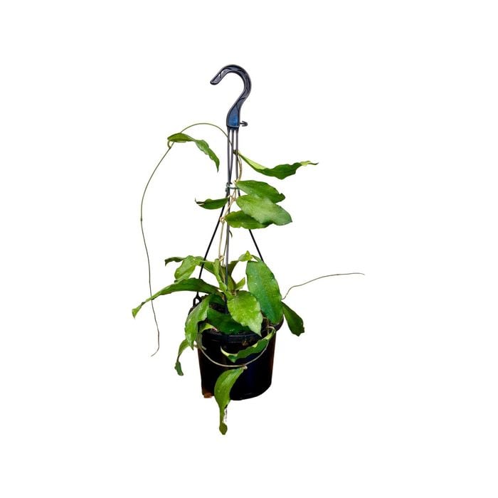 125mm Erythrina Hanging Basket - Hoya