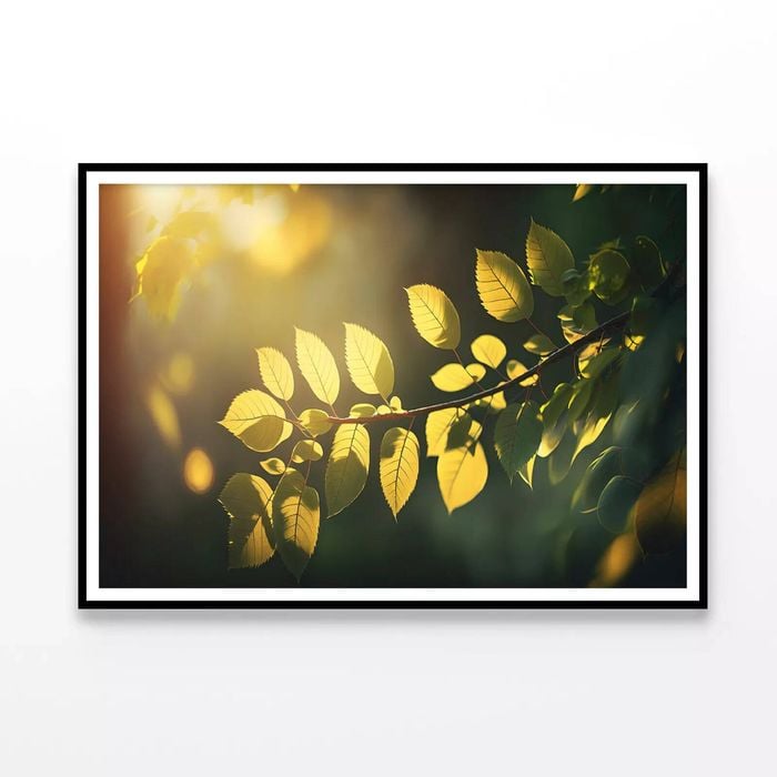 Sunshine, Branch and Leaf  Print 100% Australian Made 90x60cm  (Poster)