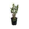 1.9L Griselinia Gecko Green - Kapuka