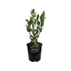 1.9L Griselinia Gecko Green - Kapuka